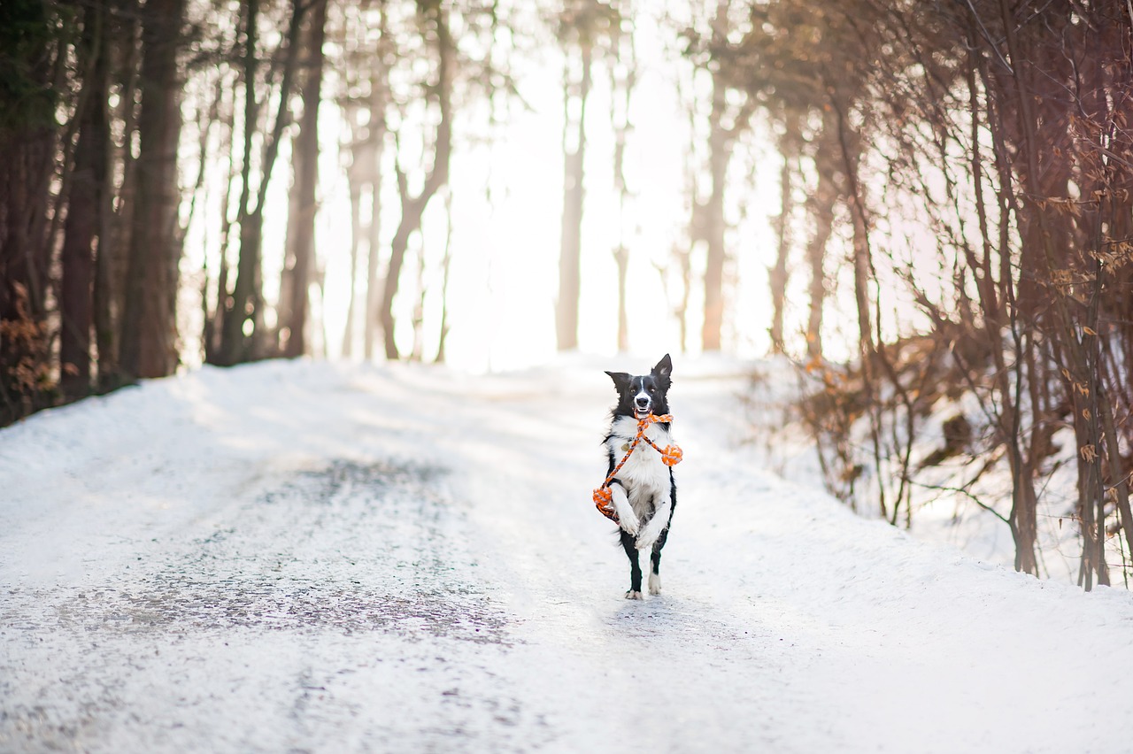 I cani in inverno