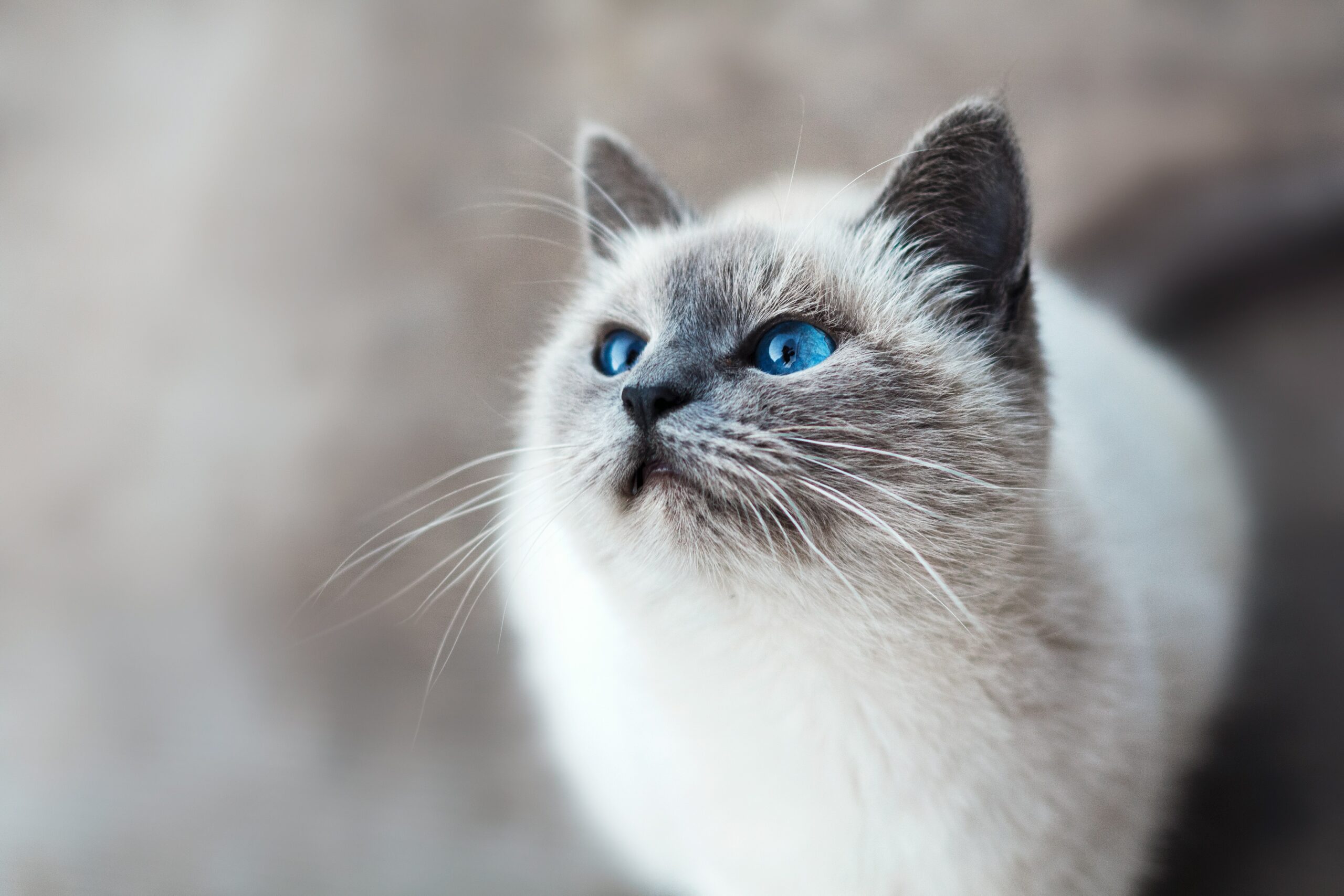 supercat show