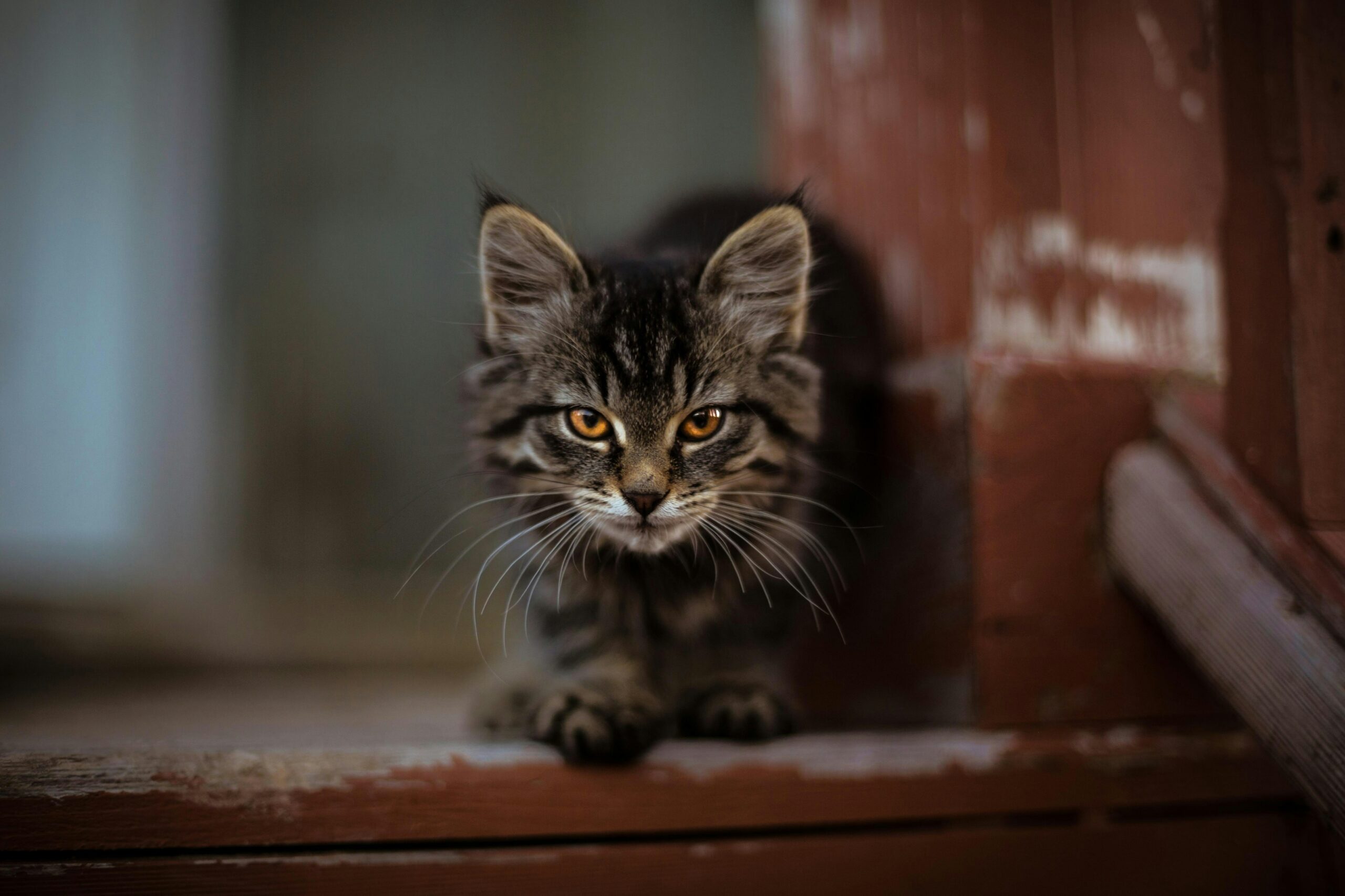 supercat show