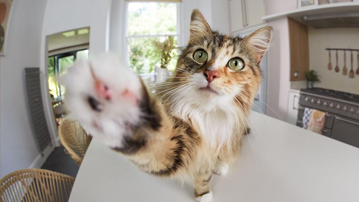Telecamere di sicurezza per cani e gatti