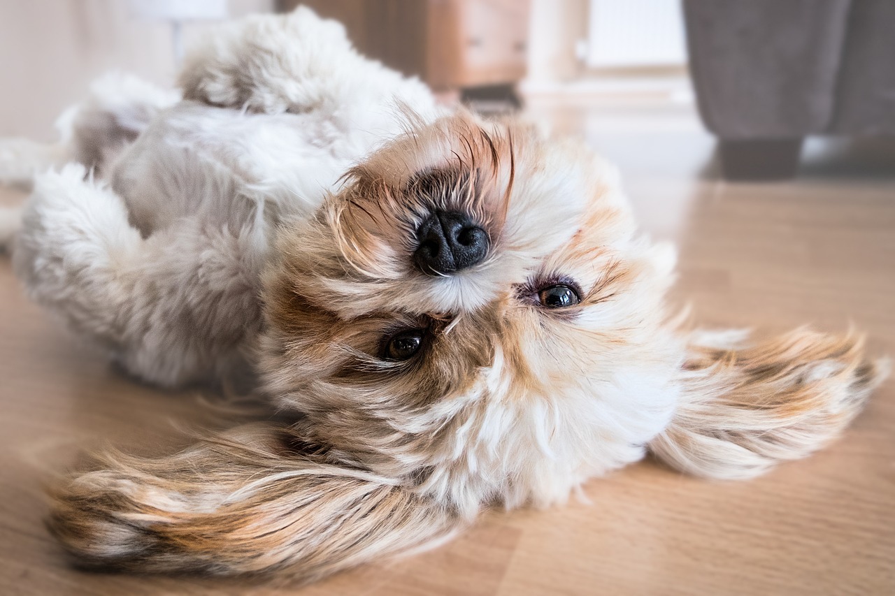 Telecamere di sicurezza per cani e gatti