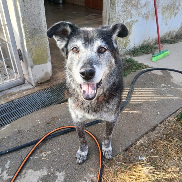 Lady