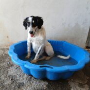 Jara