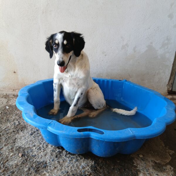 Jara