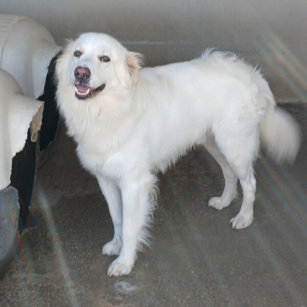 Golia