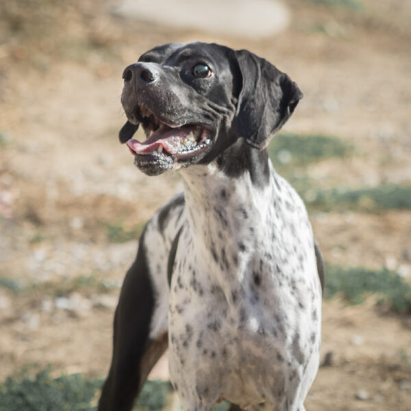 Stella