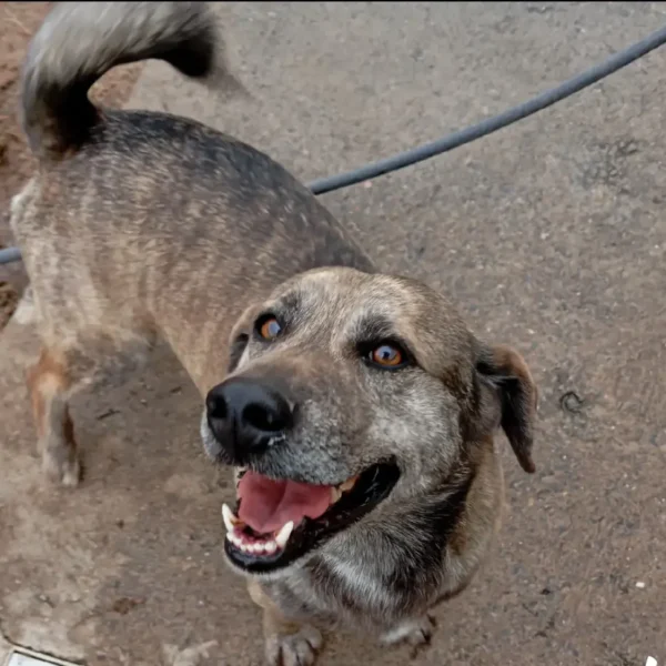Scrat
