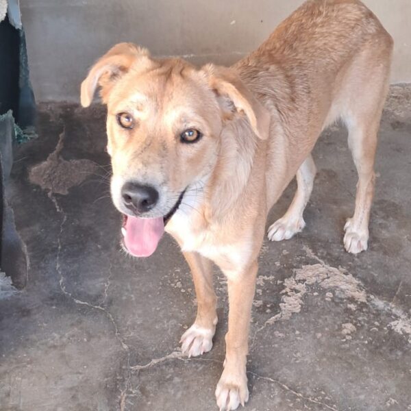 Cami