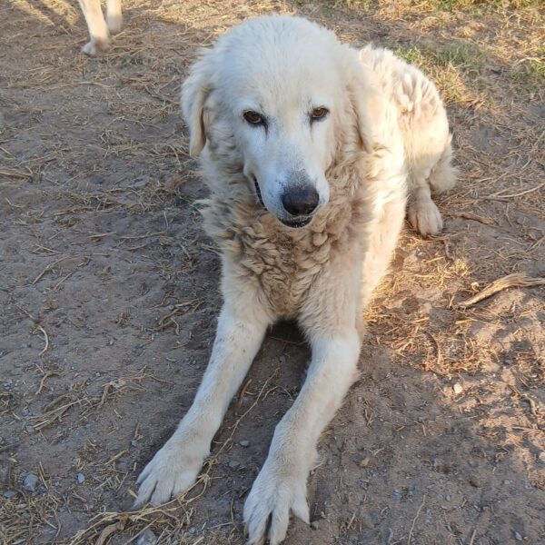 Ettore