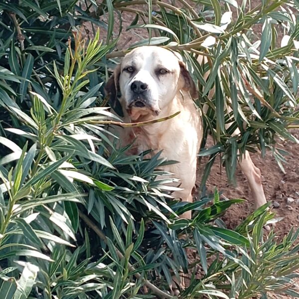 Rocco