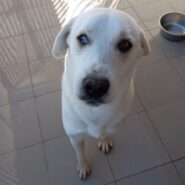 Fede