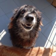 Doghina