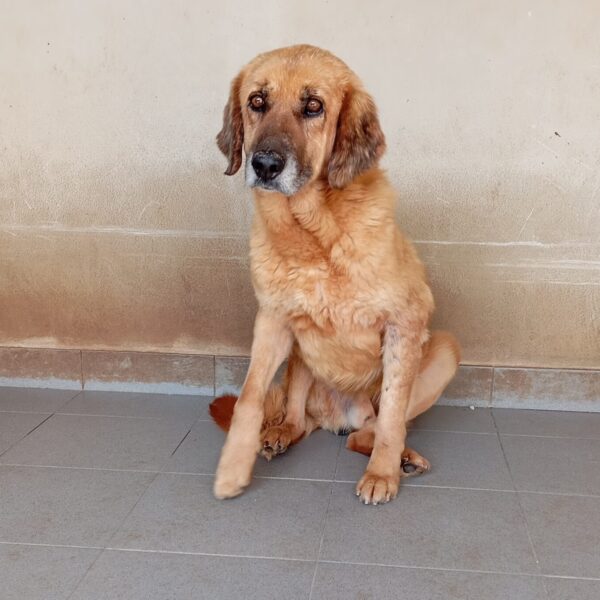 Lino