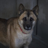 Laika