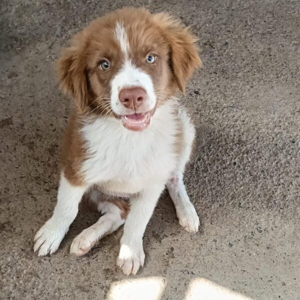 Choco