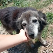 Zena