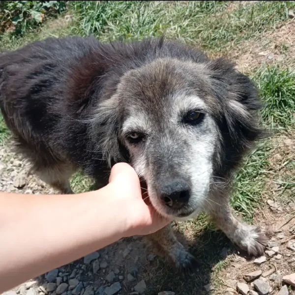 Zena