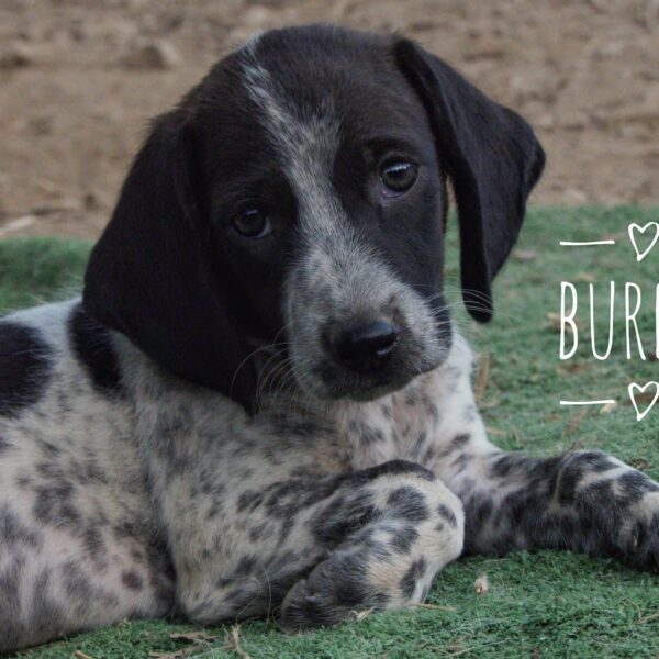 Burny