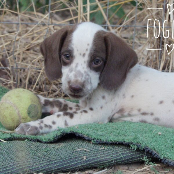 Foglia